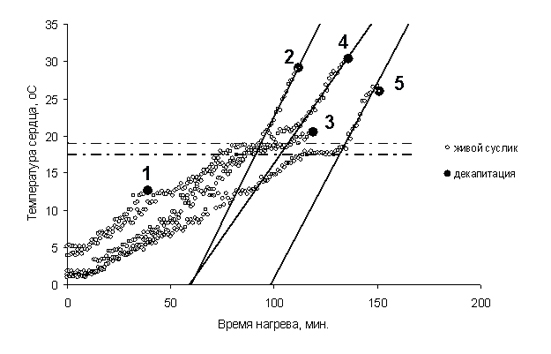 сердце_температура_время